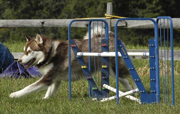 Cinnabar - Alaskan Malamute